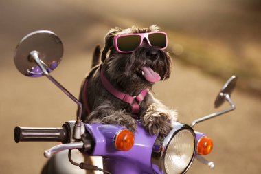 Leylak renkli motosikletli köpek minyatür schnauzer, güneş gözlüklü, dışarı fırlayan bir dili olan, sanki araba kullanıyormuş gibi, bir seyahat konsepti.
