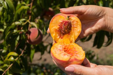 Kadın elleri, şeftali bahçesinin arka planına karşı olgun şeftaliyi yarı yarıya paylaşır. Hasat, konsept...