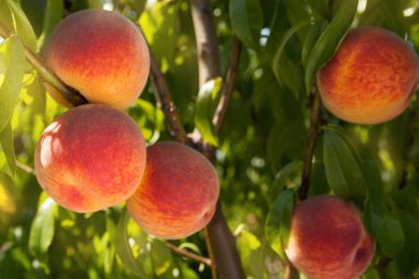 Ağacın dallarında bir sürü olgun şeftali, hasat konsepti, yakın çekim.