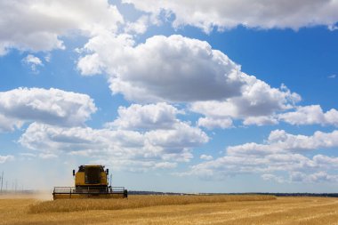 sarı hasat buğdayını, mavi gökyüzünü bulutlarla, güzel manzarayı, hasat konseptini