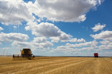 Sarı hasat buğdayını kombine eder, arka planda büyük bir hasat kamyonu, mavi gökyüzü bulutlu, hasat konsepti