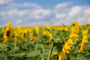 Çiçek açan ayçiçeği ve mavi gökyüzü bulutlu, seçici odaklı, yakın çekim