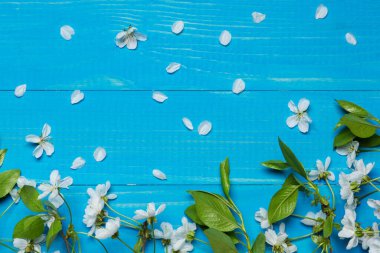 Mavi panoları kiraz çiçeği dallar, beyaz çiçekler, Bahar kavramı, alanı kopyalayın