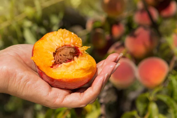 Weibliche Hand Hält Halbreifen Pfirsich Mit Knochen Saftige Früchte Vor — Stockfoto
