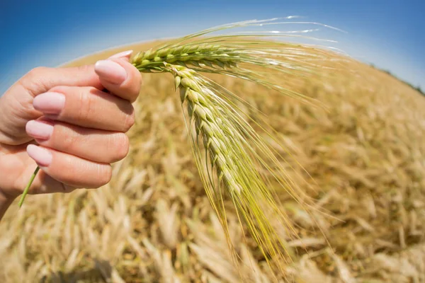 female hand with two ripe wheat spikelets, close-up, selective focus, fisheye lens