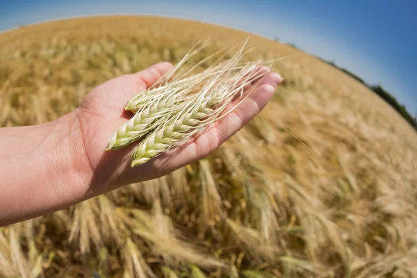 Weibliche Palme Mit Drei Reifen Weizenstacheln Nahaufnahme Selektiver Fokus Fischaugenlinse — Stockfoto