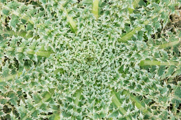 Texture Green Prickly Weed Macro — Stock Photo, Image