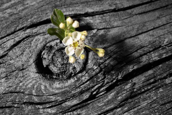 Monochrome Cracked Board Colored Sprout Flowers Concept Hope Survival Finance — Stock Photo, Image
