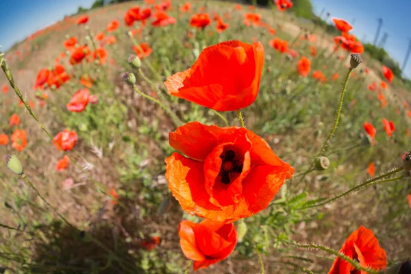 Wild Field Many Flowers Red Poppy Fisheye Lens Landscape Distortion — Stock Photo, Image