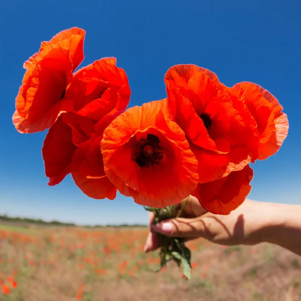 Female Hand Bouquet Poppy Flowers Concept Blue Sky Wild Field — Stock Photo, Image