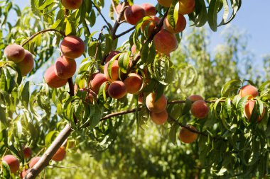 Bahçedeki bir ağaç dalında bir sürü olgun kırmızı şeftali, bir hasat.