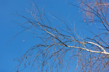 Yaprakları olmayan bir huş ağacının ince dalları mavi gökyüzü arka planına karşı, doğal bir arka plan.