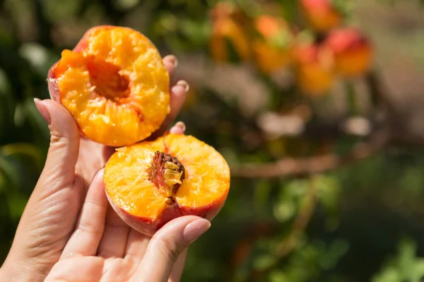 用女性的手在桃树的衬托下折断成熟的桃子 — 图库照片