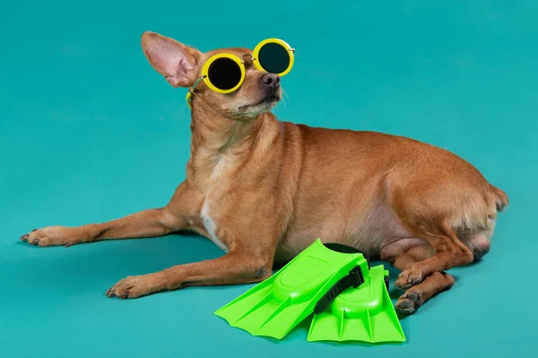Коричневая Собака Желтых Солнцезащитных Очках Бирюзовом Фоне Ласты Лежат Рядом — стоковое фото