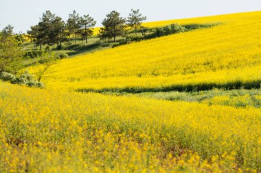 Tepe sarısı bir tecavüz sahası ve arka planda ağaçlar, yağ tohumu ekinleri, arıcılık için tereyağı ve nektar kaynağı, seçici bir odaklanma.