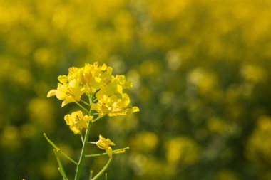 Ayrı bir tecavüz tesisi, arka plandaki çiçek açan tecavüz alanına yakın plan, seçici odaklanma.