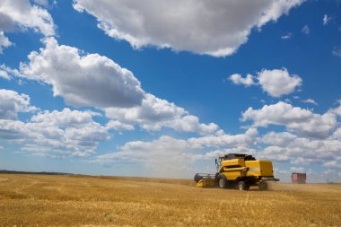 Hasat makinesi tarlada buğday kesiyor, hasat işliyor, hasat ediyor, genel plan...
