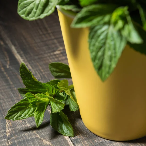Branch Fresh Mint Wooden Boards Next Yellow Cup Peppermint Bunch — Stok Foto