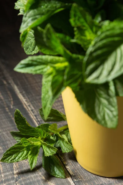 Branch Fresh Mint Wooden Boards Next Yellow Cup Peppermint Bunch — 스톡 사진