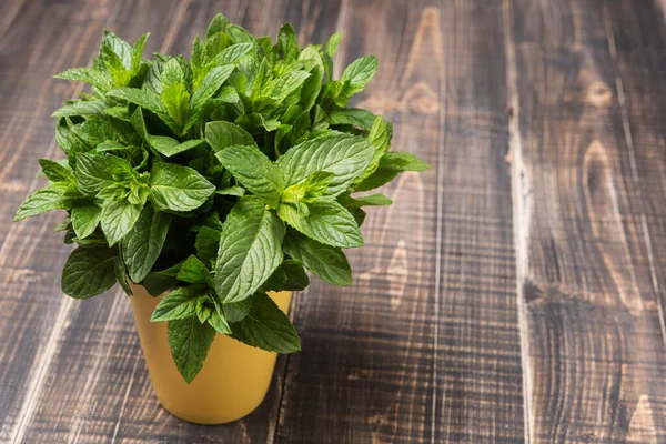 Bunch Green Fresh Mint Yellow Cup Wooden Table Rustic — 스톡 사진