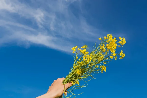 Female Hand Bouquet Plants Flowering Rape Background Blue Sky Cloud — Stock Photo, Image
