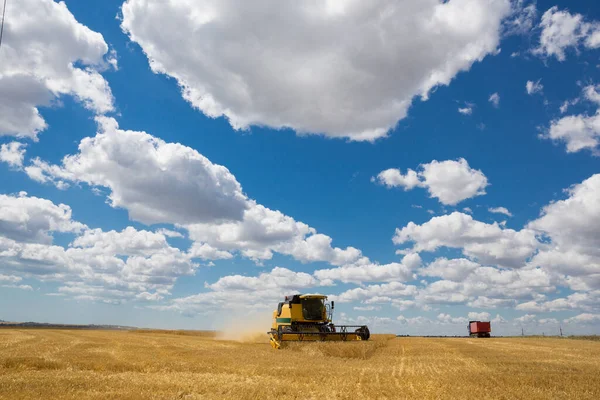 Buğday tarlası, hasat, hasat buğday biçme, sarı olgun kulaklar, genel plan.