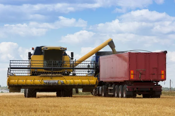 Hasat, büyük bir makineye tahıl döküyor, tarım arazisinde hasat makinesi, yakın plan.