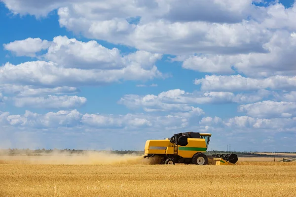 harvesting machine cuts wheat in the field, harvester is working, harvesting, the general plan of shooting