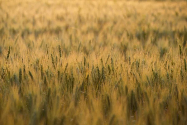 Wheat Ripens Field Agriculture Wheat Field Close Detail — Stockfoto