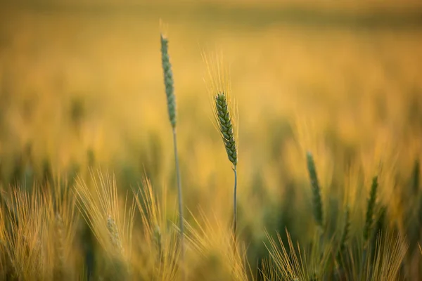 Wheat Field Green Wheat Ripens Evening Warm Sunlight Close — Stockfoto