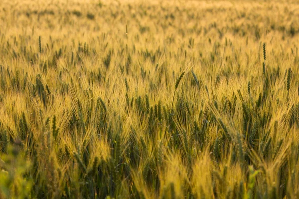 Wheat Ripens Field Agriculture Wheat Field Close Detail — Stockfoto