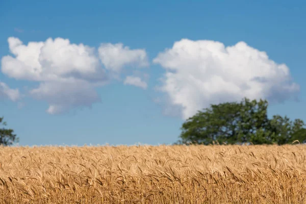 Wheat Field Ripe Golden Wheat Blue Sky Clouds Sunny Day — Stockfoto