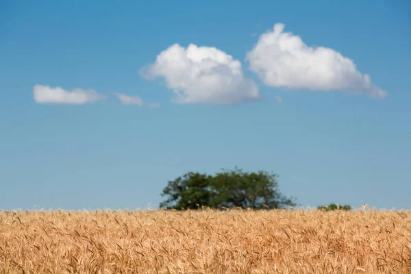 Wheat Field Ripe Golden Wheat Blue Sky Clouds Sunny Day — Stockfoto