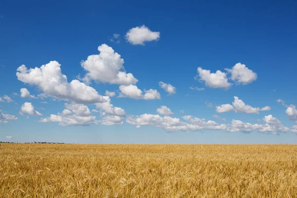 Wheat Fieplanld Mature Yellow Wheat Blue Sky General Plan — Zdjęcie stockowe