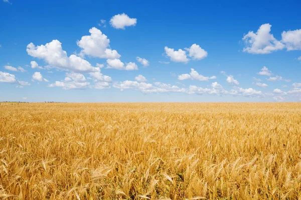 Yellow Wheat Grows Field Blue Sky Clouds Agriculture General Plan — Stockfoto