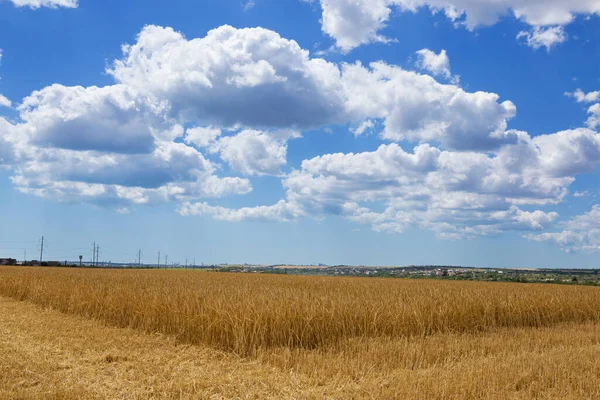 Wheat Field Ears Golden Ripe Wheat Harvesting Sloping Wheat General — Stockfoto