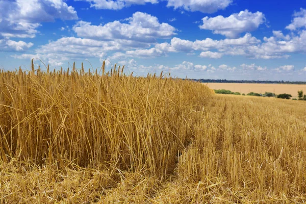 Wheat Field Ears Golden Ripe Wheat Harvesting Sloping Wheat General — Stockfoto