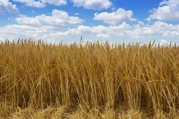 Wheat Field Ears Golden Ripe Wheat Harvesting Sloping Wheat General — Stockfoto