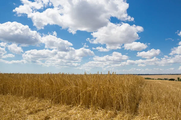 Wheat Field Ears Golden Ripe Wheat Harvesting Sloping Wheat General — Stockfoto