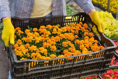 Kadın eli, bir kutu dolusu çiçek tutuyor, seranın arka planında, yakın plan çekimlerinde.