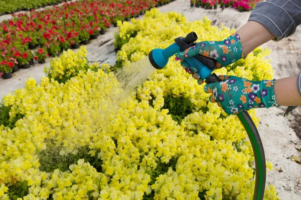 Duşta kadın eli su verir seradaki çiçekler, yakın çekim.