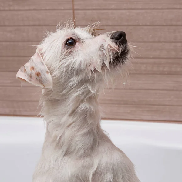 Molhado Branco Jack Russell Cachorro Banheira Close Retrato Banho Cão — Fotografia de Stock