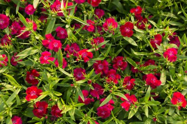 Kırmızı bahçe karanfili çiçekleri yeşillikle çevrili, doğal doku, düz uzanmış