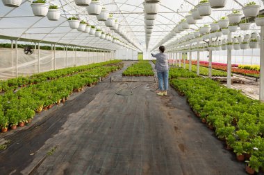 woman watering plants in a large greenhouse, industrial cultivation of landscape plants, selective focus