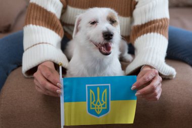 Sevimli Jack Russell köpeği olan kadın, Ukrayna bayrağı tutan eller, vatanseverlik kavramı, yakın plan.