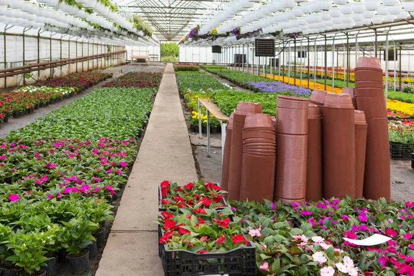 a large greenhouse with many flowers in boxes and flowerpots, in the foreground a bunch of brown flowerpots standing in stacks, selective focus