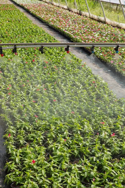 温室で栽培された花に水をやり — ストック写真