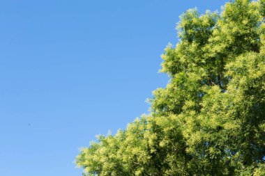 Mavi gökyüzüne karşı taç ağacı, doğa parkı, yaz.