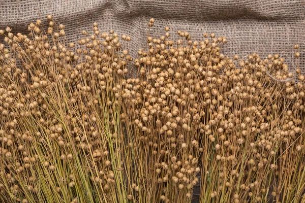 Dry Brown Flax Plant Burlap Close — Stok fotoğraf
