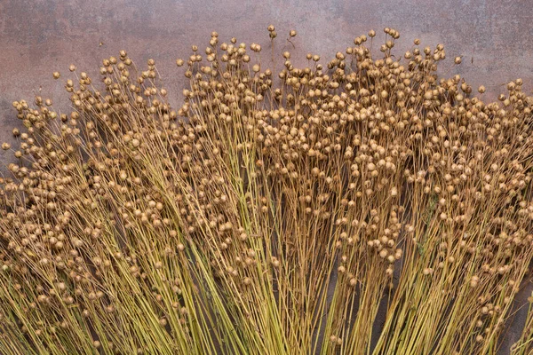 Dry Brown Flax Plants Textured Surface Close — Stok fotoğraf